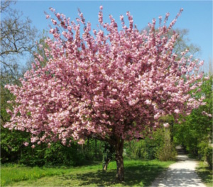 arbre en fleur